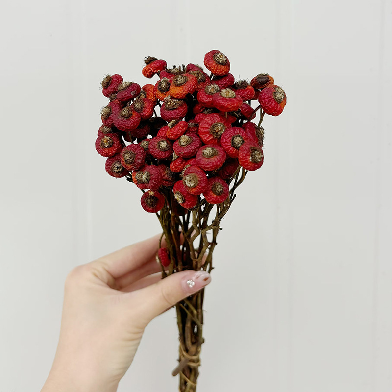 10pcs/Bunch Dried Rose Hip Ber - đánh giá và giá Dried Flower Bulk
