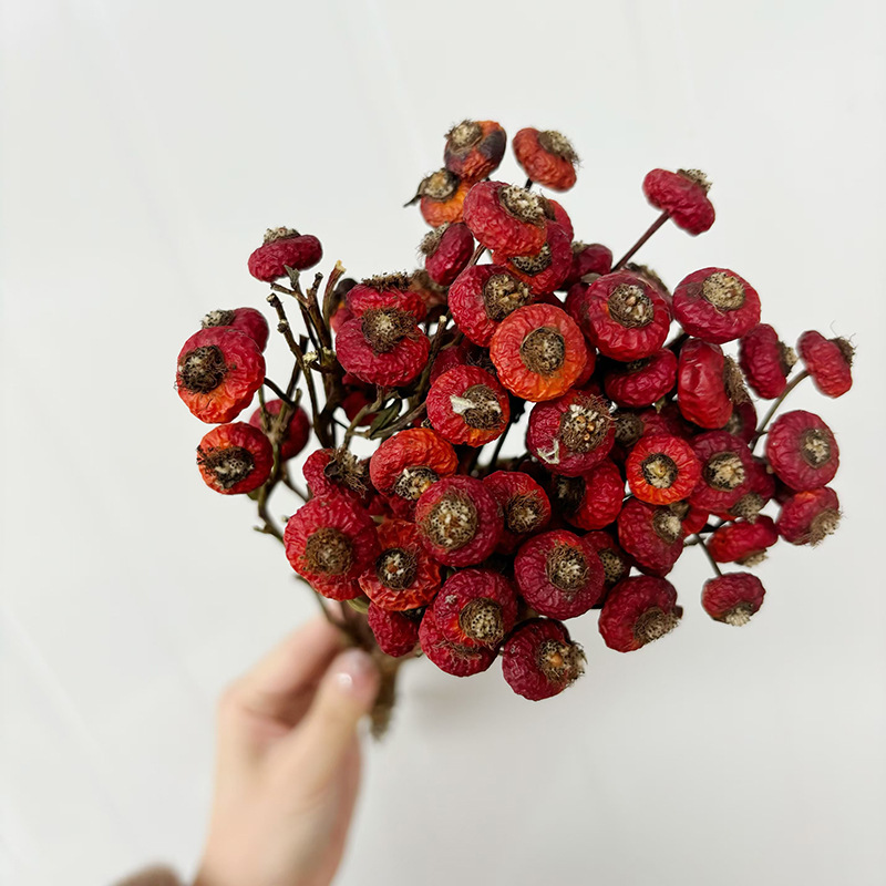 10pcs/Bunch Dried Rose Hip Ber - đánh giá và giá Dried Flower Bulk