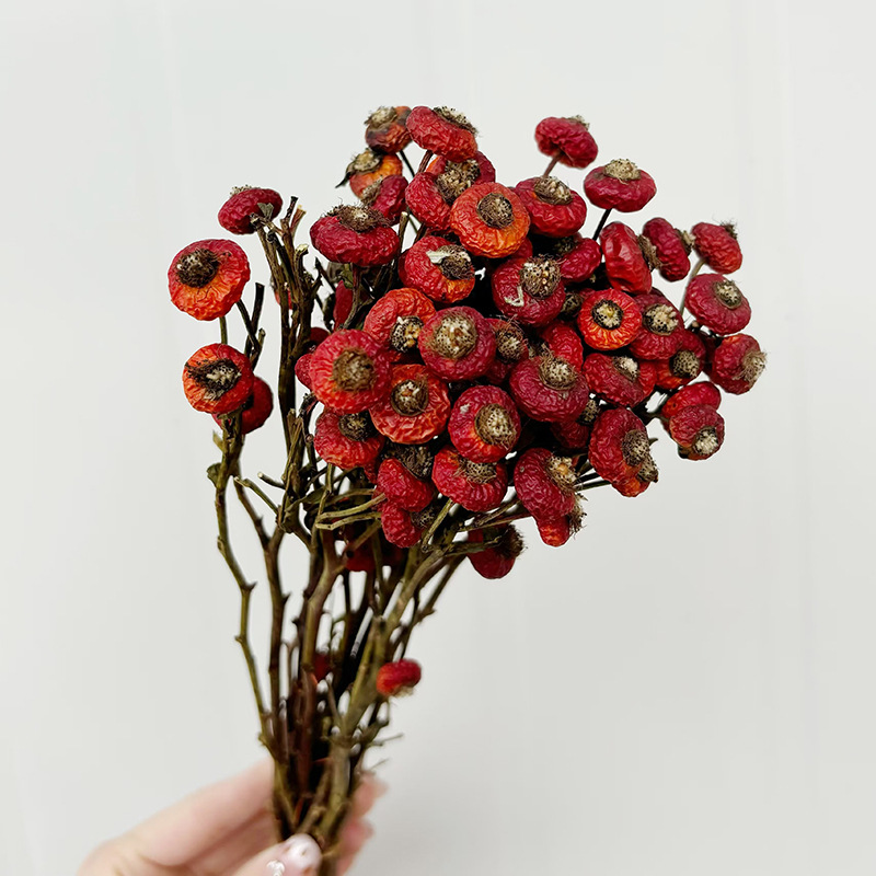 10pcs/Bunch Dried Rose Hip Ber - đánh giá và giá Dried Flower Bulk