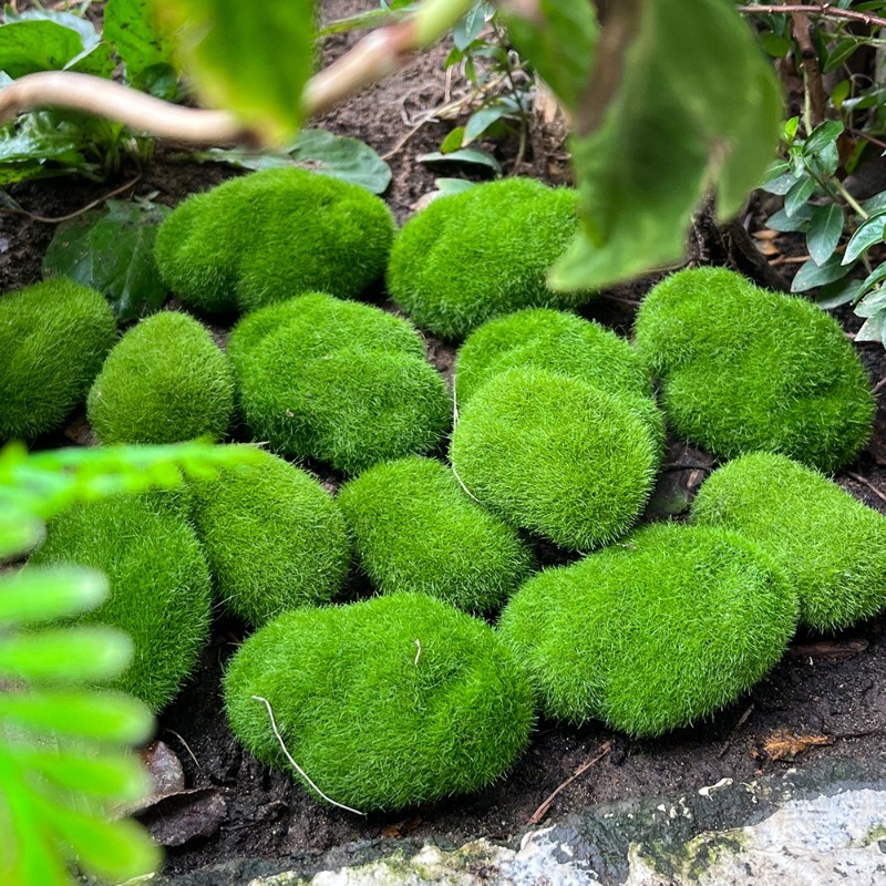 5/30pcs Simulation Moss Stone  - đánh giá và giá Terrarium Moss Art