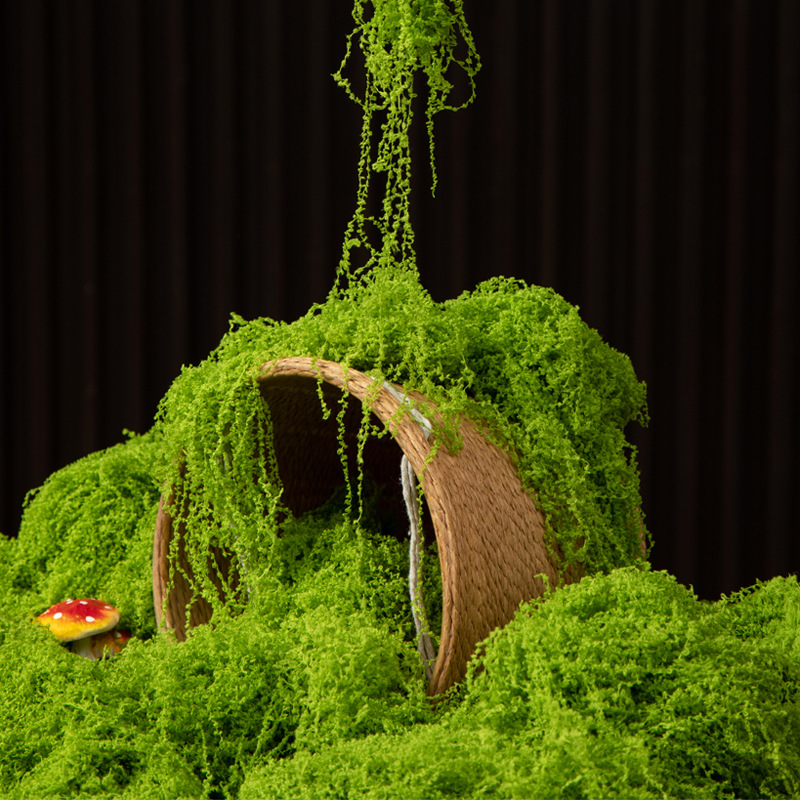 200g Eternal Life Moss DIY Cra - đánh giá và giá Terrarium Moss Art
