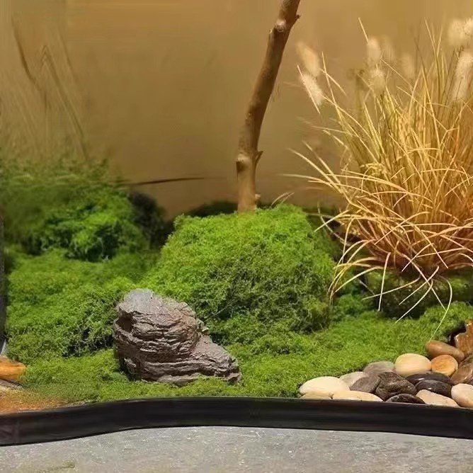 200g Eternal Life Moss DIY Cra - đánh giá và giá Terrarium Moss Art