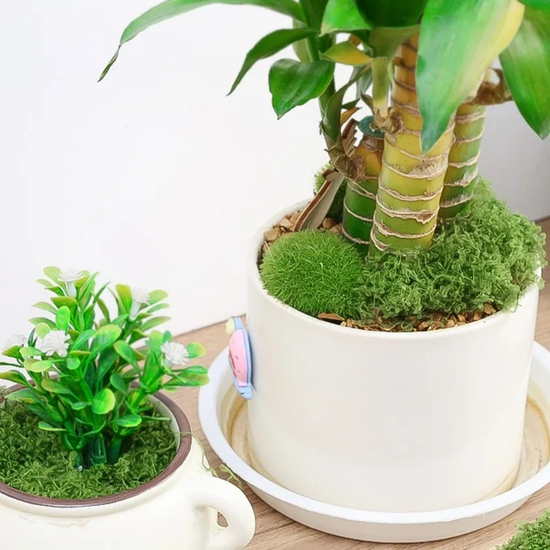 30/300G Artificial Realistic M - đánh giá và giá Terrarium Moss Art