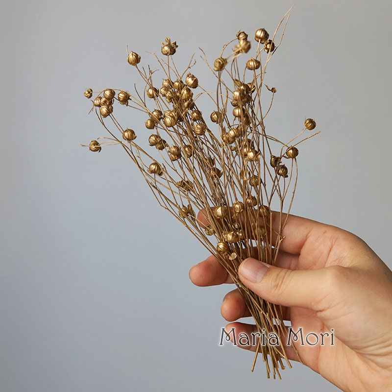 5G Bảo Quản Lanh Đậu Tự Nhiên  - đánh giá và giá Dried Flower Bulk