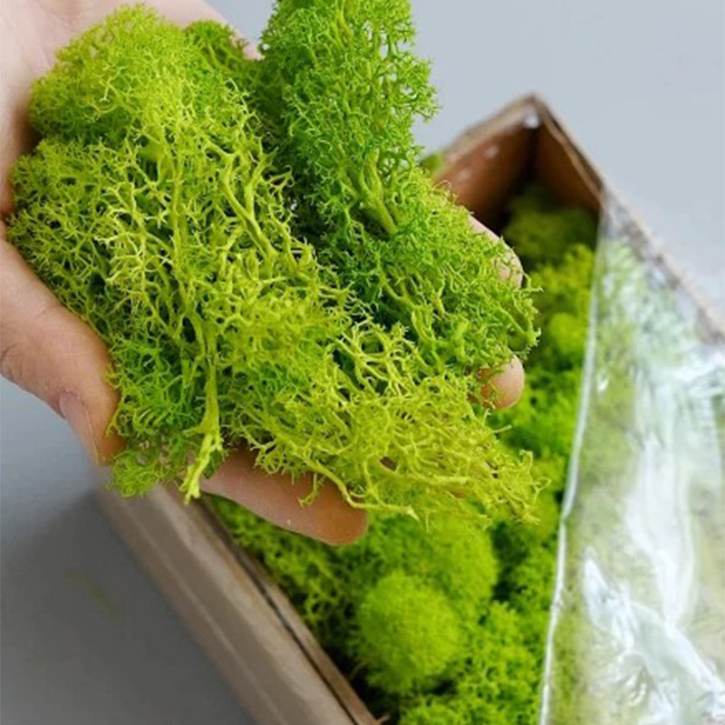 100/200/500g Eternal Life Moss - đánh giá và giá Terrarium Moss Art