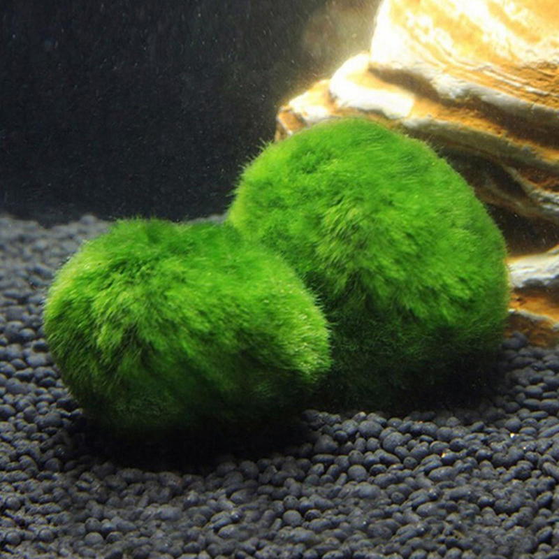 Marimo Moss Balls Live Aquariu - đánh giá và giá Terrarium Moss Art
