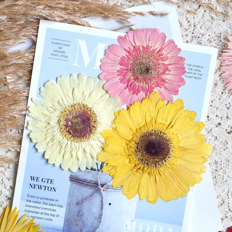 1pcs/7-9cm,Pressed Gerbera Dri - đánh giá và giá Resin Craft Ideas