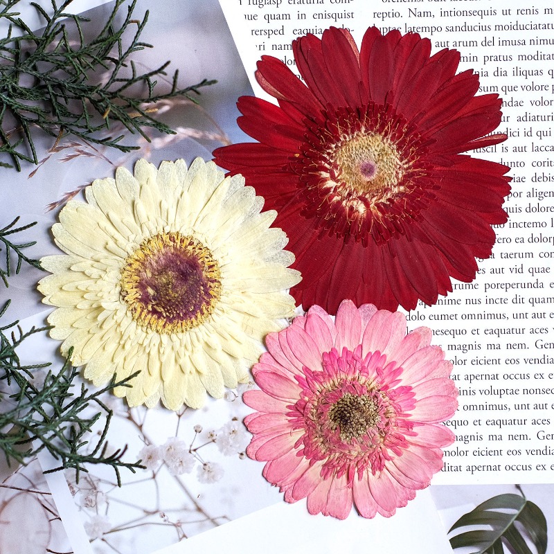 1pcs/7-9cm,Pressed Gerbera Dri - đánh giá và giá Resin Craft Ideas