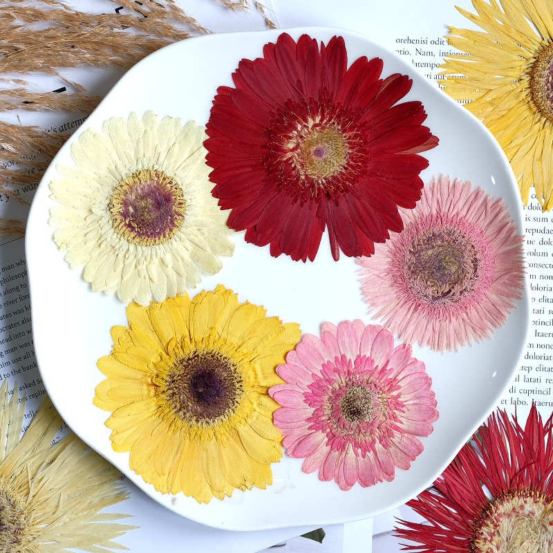 1pcs/7-9cm,Pressed Gerbera Dri - đánh giá và giá Resin Craft Ideas