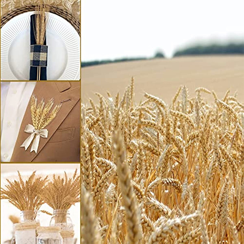 50/100/200PCS Dried Wheat Stal - đánh giá và giá Dried Flower Bulk