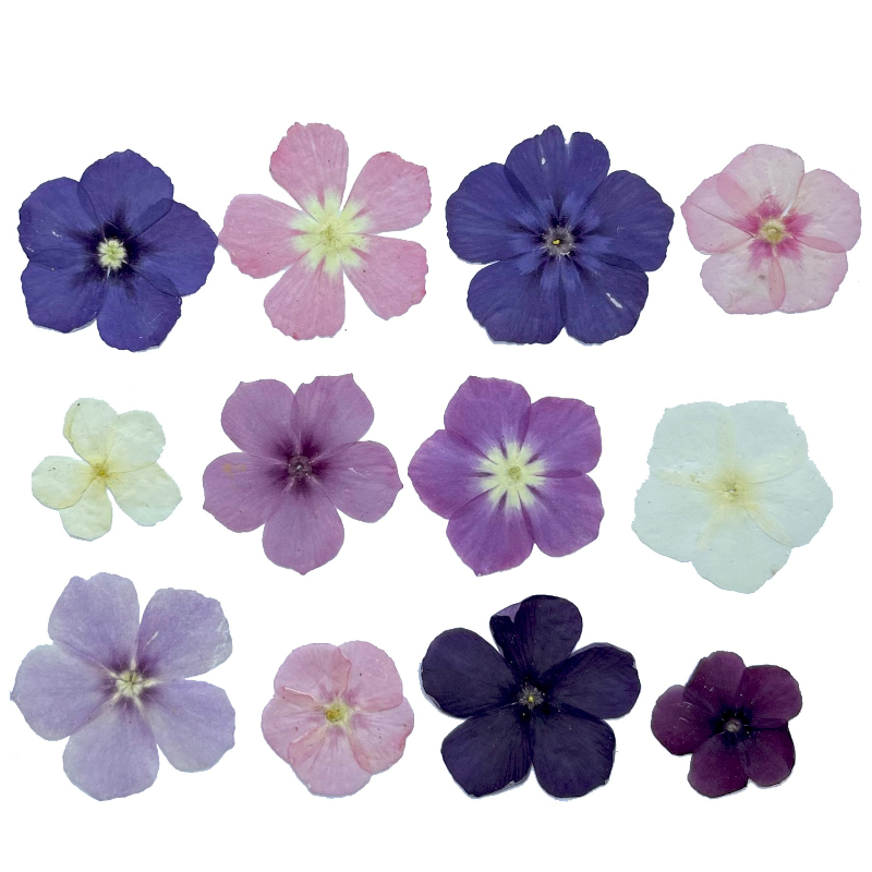 12pcs,Semi-Transparent Niche P - đánh giá và giá Resin Craft Ideas