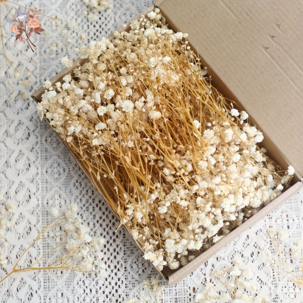 100pcs Mini Dried Baby's Breat - đánh giá và giá Resin Craft Ideas